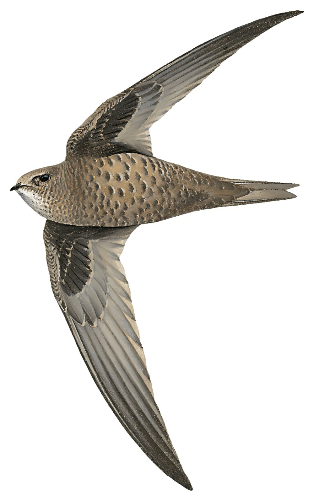 杂斑雨燕 / Mottled Swift / Tachymarptis aequatorialis