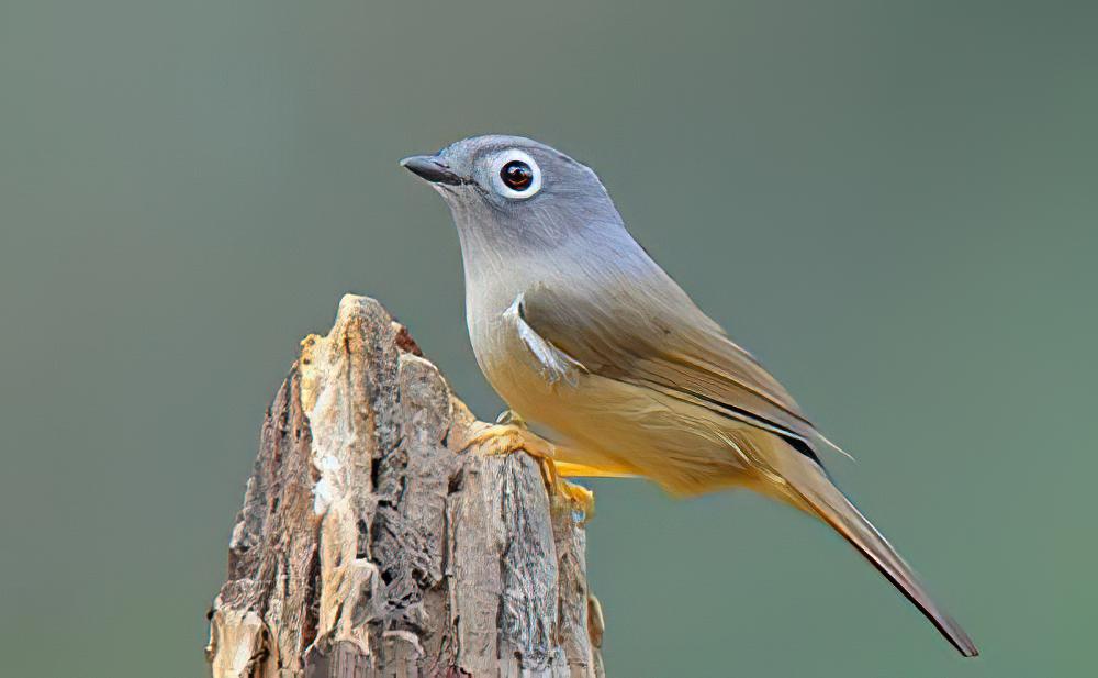 淡眉雀鹛 / Huet\'s Fulvetta / Alcippe hueti