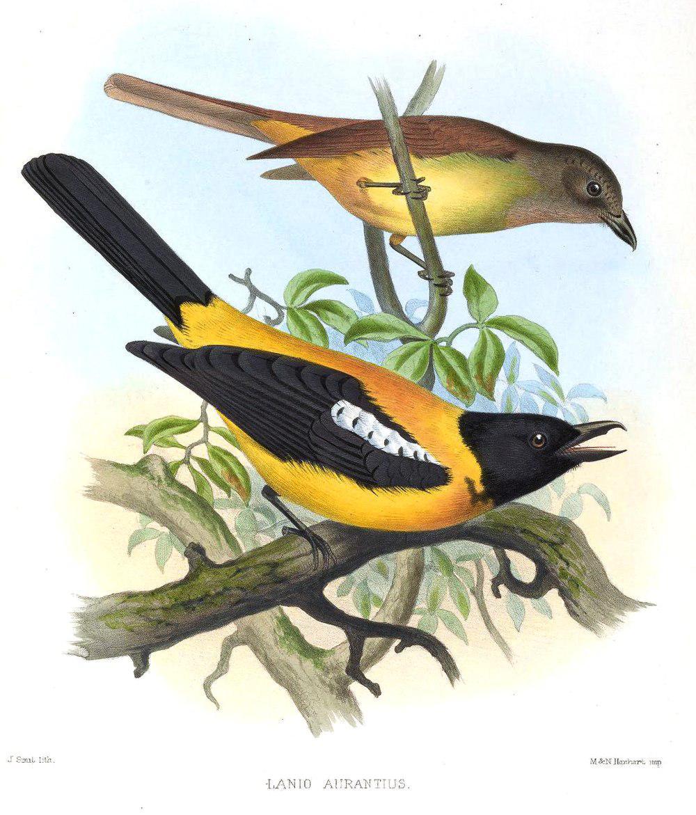 黑喉唐纳鵙 / Black-throated Shrike-Tanager / Lanio aurantius