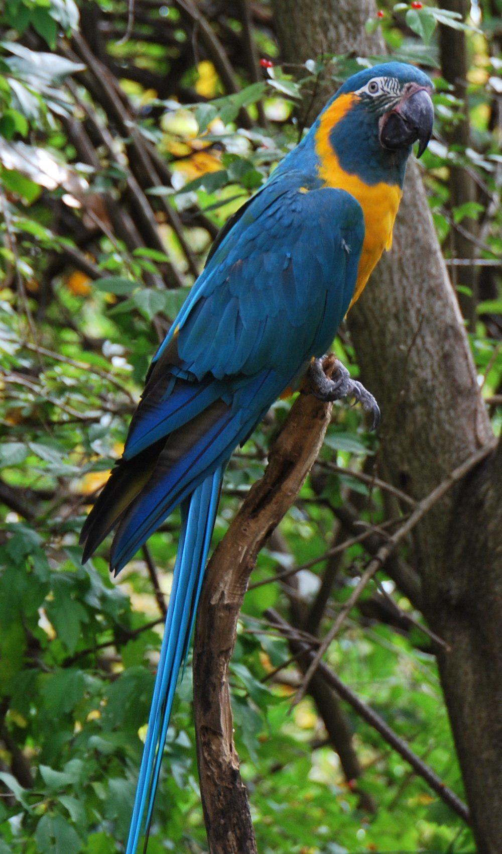 蓝喉金刚鹦鹉 / Blue-throated Macaw / Ara glaucogularis