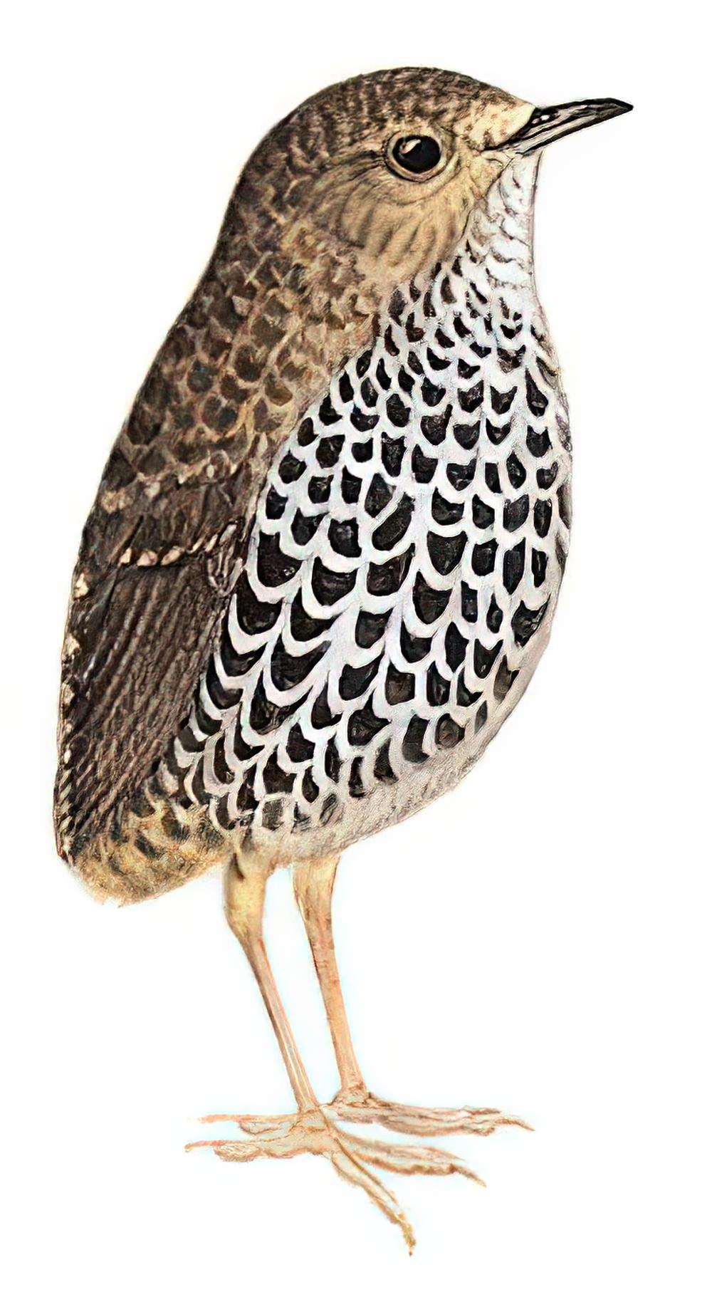 鳞胸鹪鹛 / Scaly-breasted Cupwing / Pnoepyga albiventer