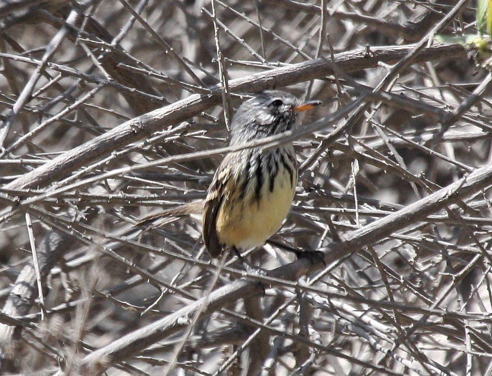 黄嘴雀霸鹟 / Yellow-billed Tit-Tyrant / Anairetes flavirostris