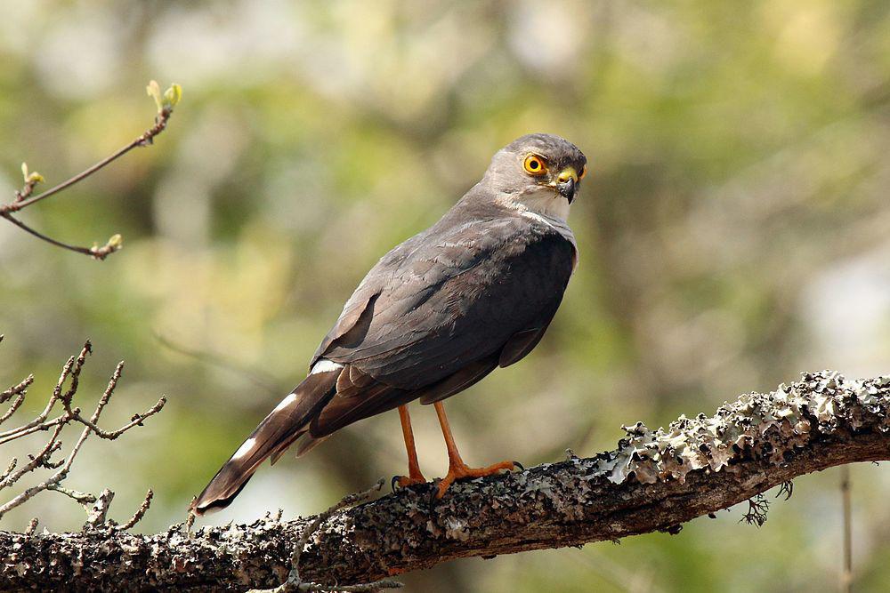 非洲侏雀鹰 / Little Sparrowhawk / Accipiter minullus