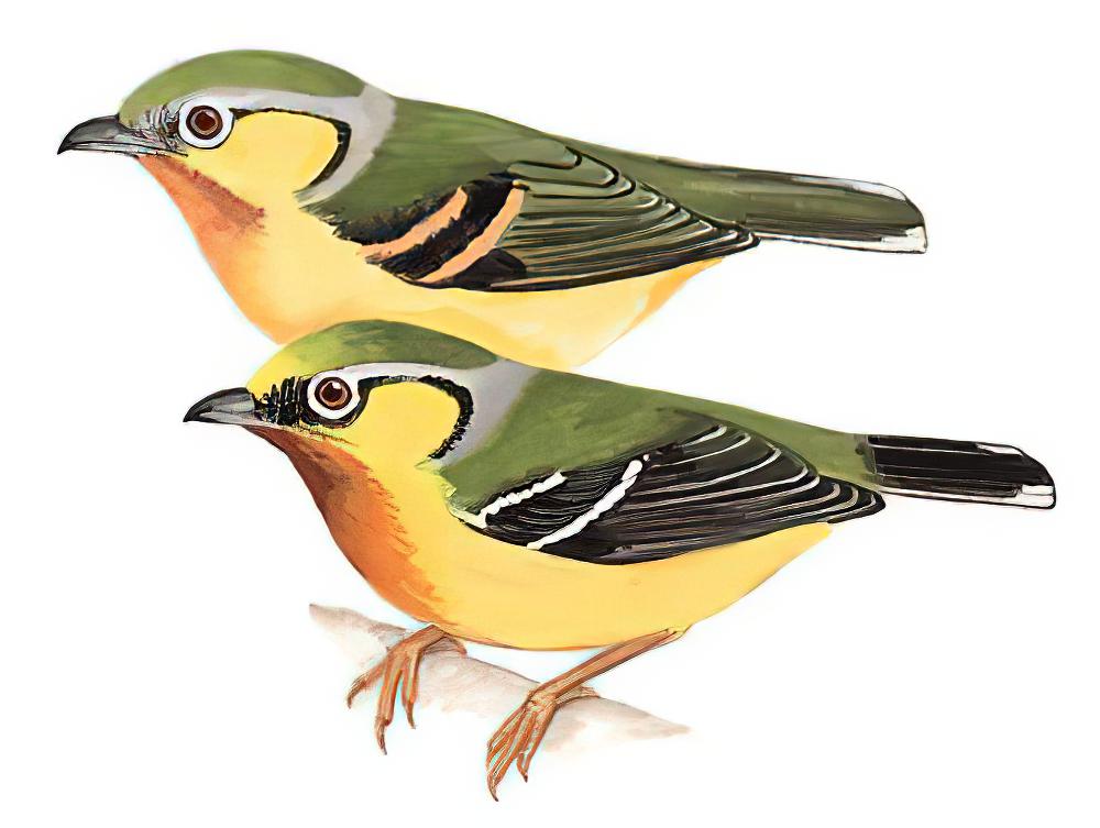 栗喉鵙鹛 / Black-eared Shrike-babbler / Pteruthius melanotis