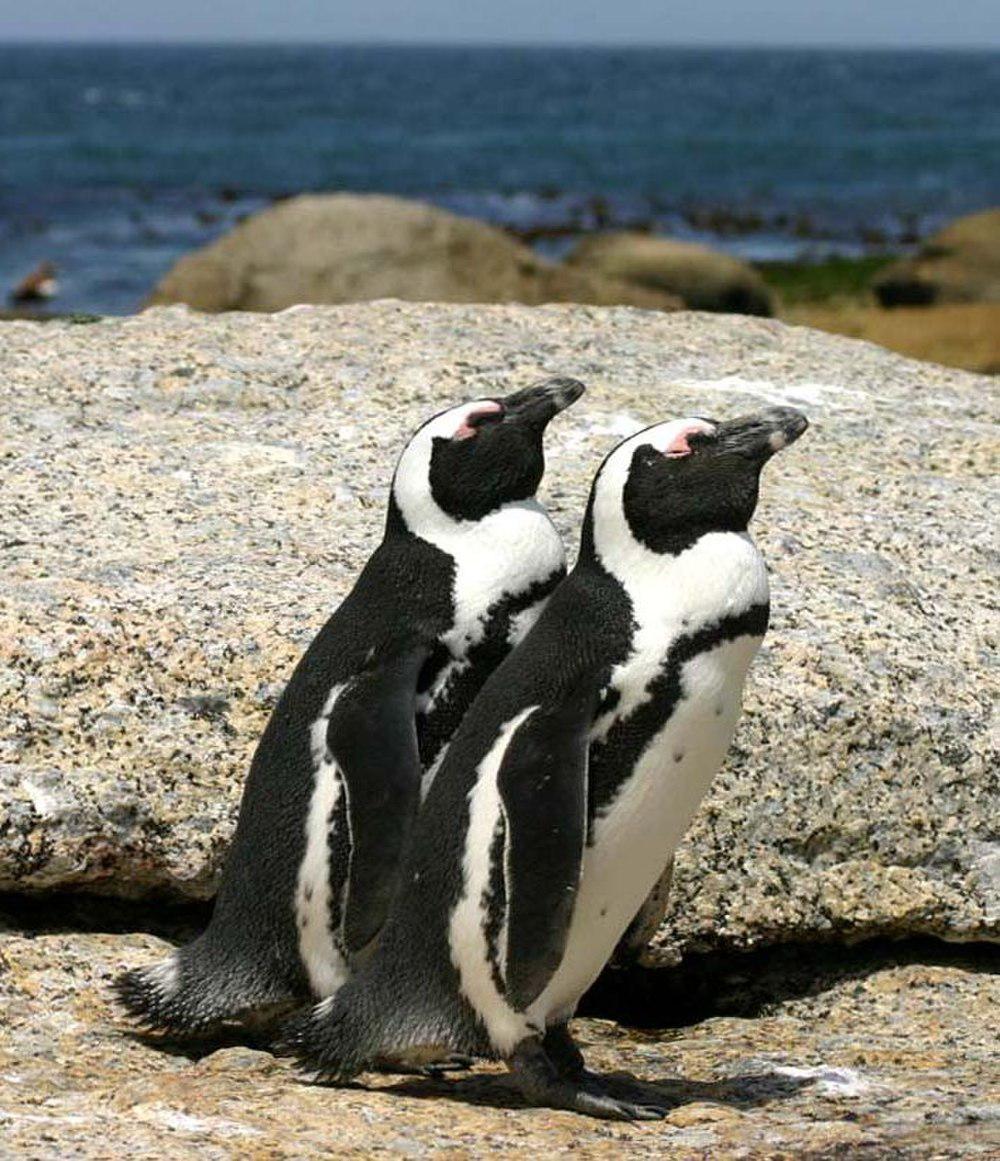南非企鹅 / African Penguin / Spheniscus demersus