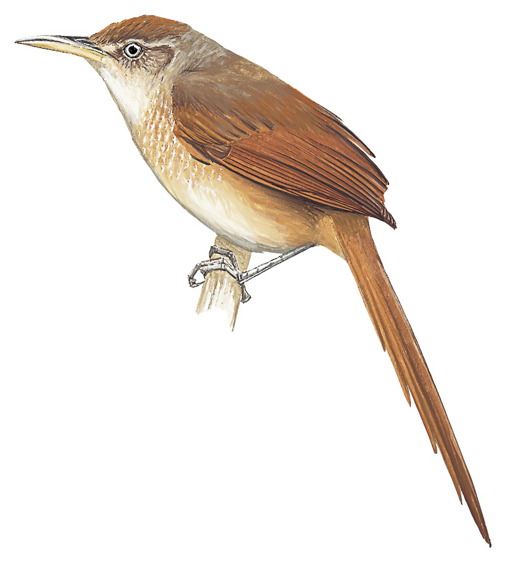 栗背棘雀 / Chestnut-backed Thornbird / Phacellodomus dorsalis
