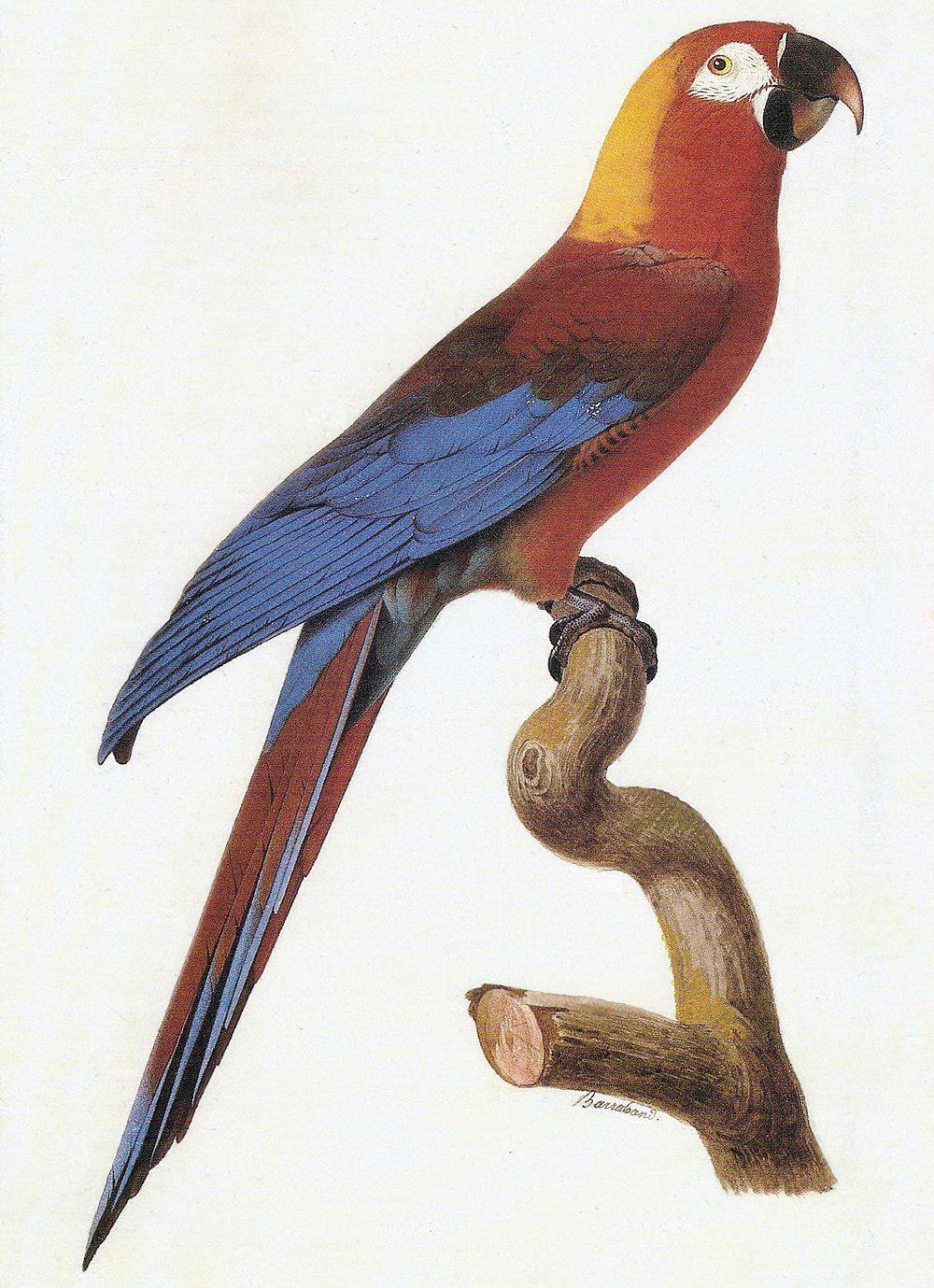 古巴红鹦鹉 / Cuban Macaw / Ara tricolor