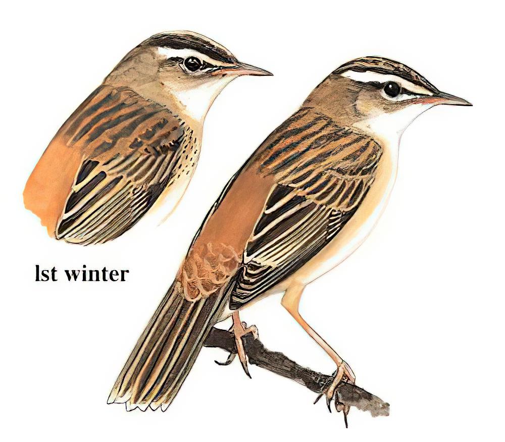 水蒲苇莺 / Sedge Warbler / Acrocephalus schoenobaenus