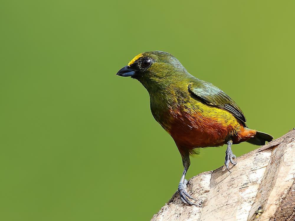 绿背歌雀 / Olive-backed Euphonia / Euphonia gouldi