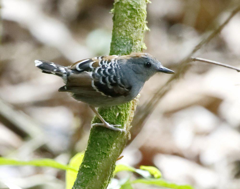 兴谷鳞背蚁鸟 / Xingu Scale-backed Antbird / Willisornis vidua