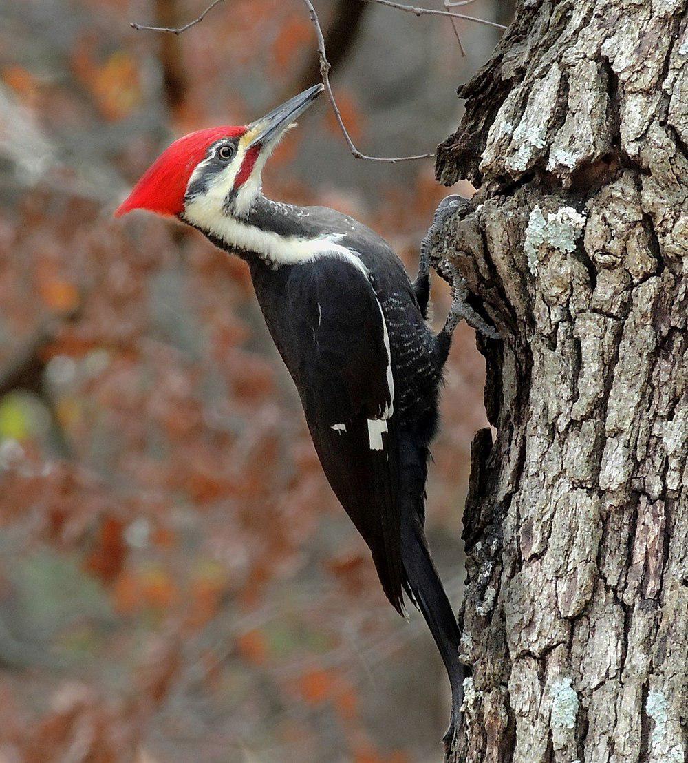 北美黑啄木鸟 / Pileated Woodpecker / Dryocopus pileatus