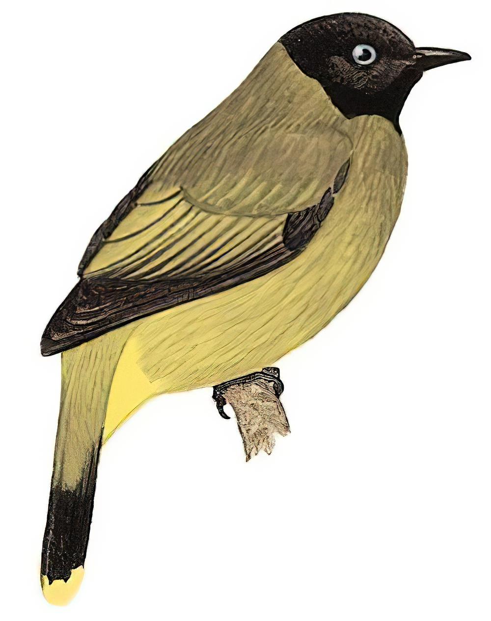 黑头鹎 / Black-headed Bulbul / Brachypodius melanocephalos