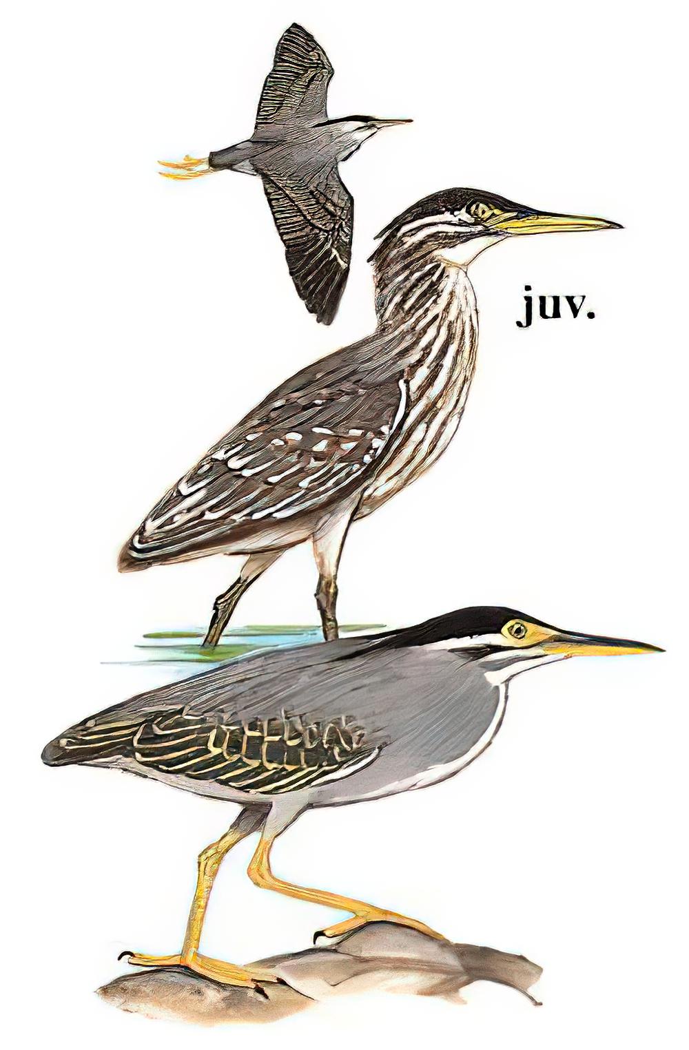 绿鹭 / Striated Heron / Butorides striata