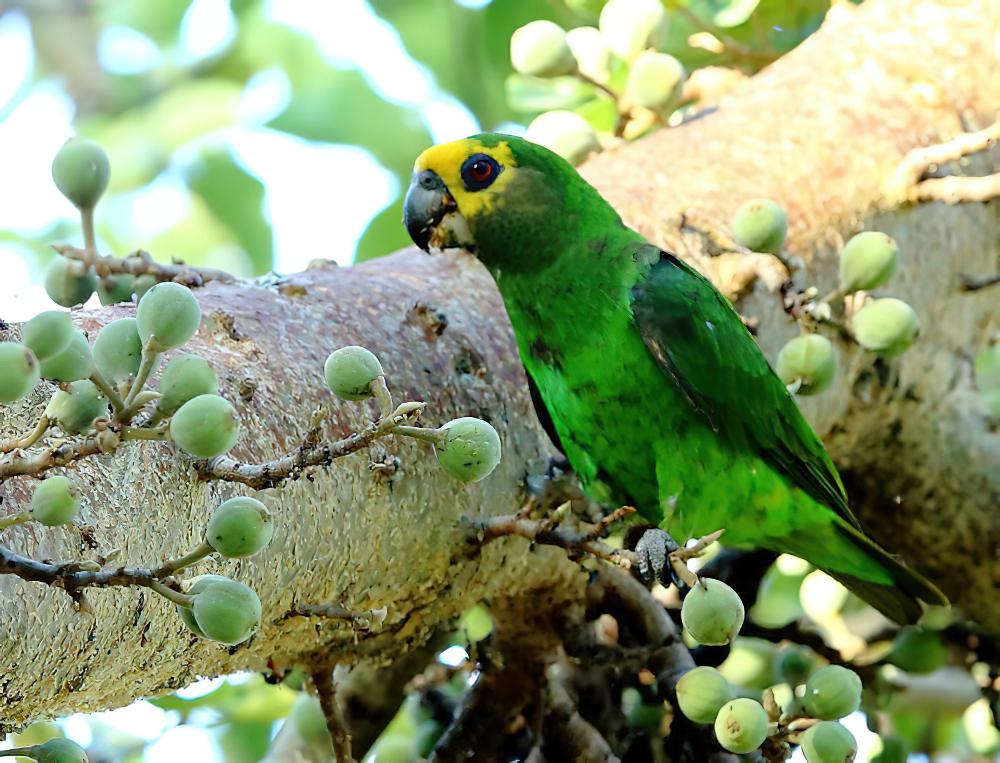黄头鹦鹉 / Yellow-fronted Parrot / Poicephalus flavifrons