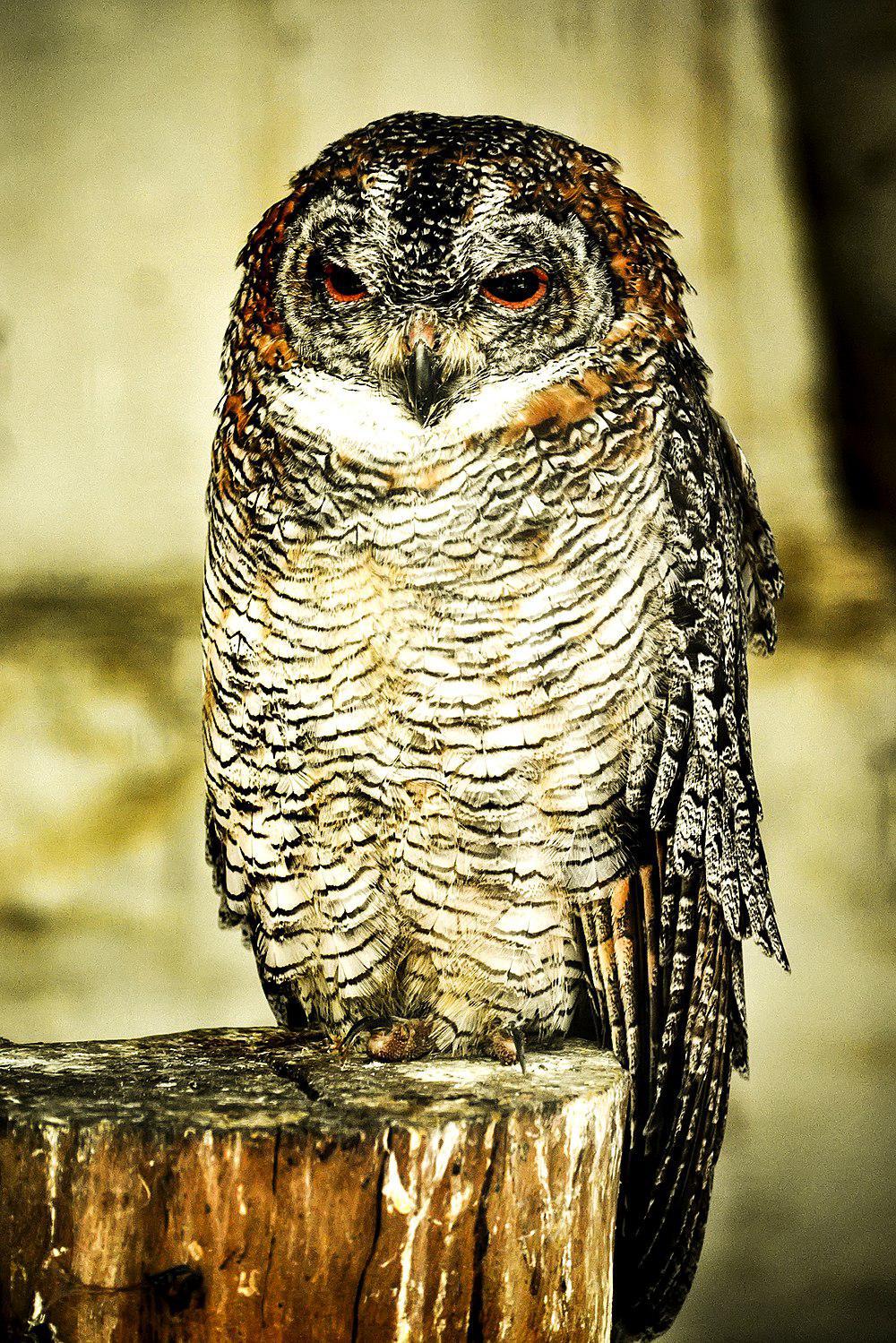 白领林鸮 / Mottled Wood Owl / Strix ocellata