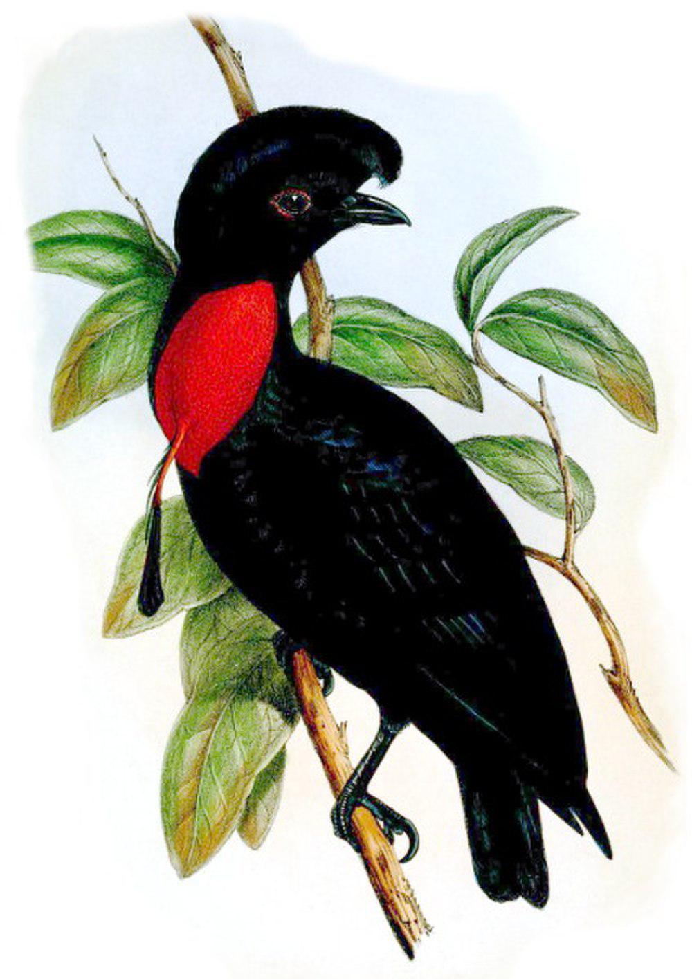 裸颈伞鸟 / Bare-necked Umbrellabird / Cephalopterus glabricollis