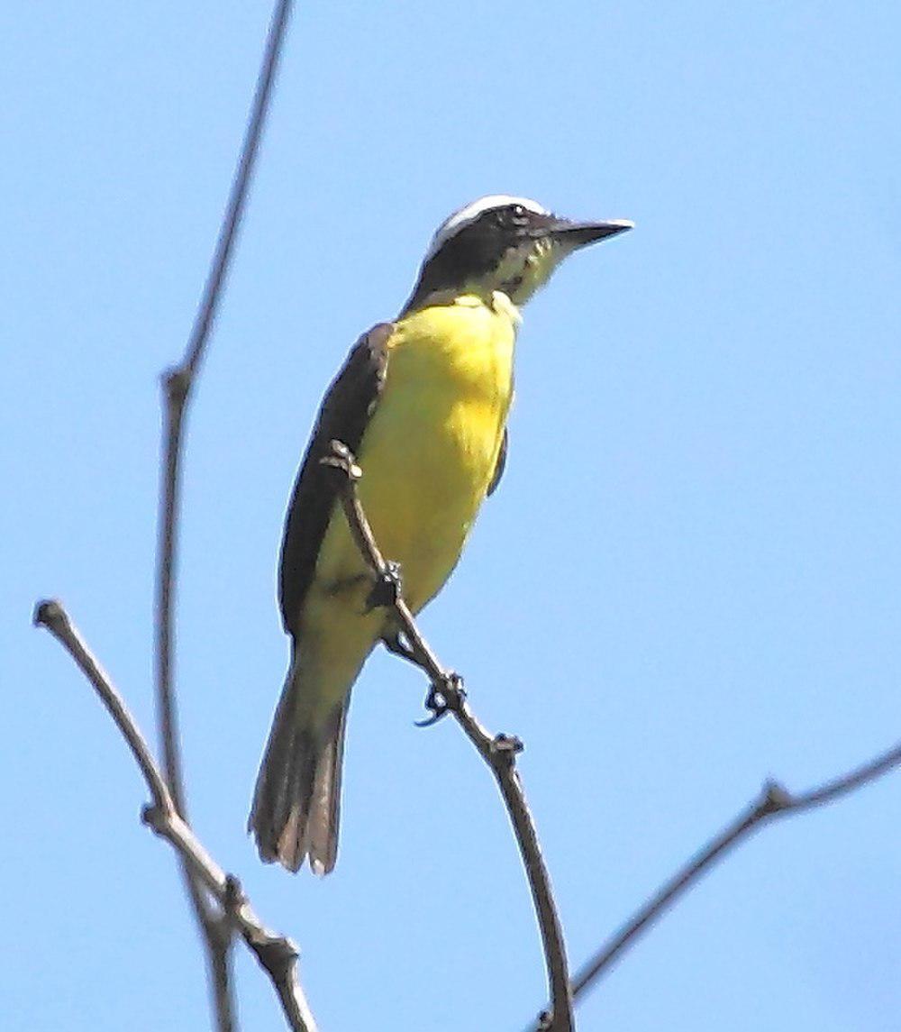 黄喉蚊霸鹟 / Yellow-throated Flycatcher / Conopias parvus