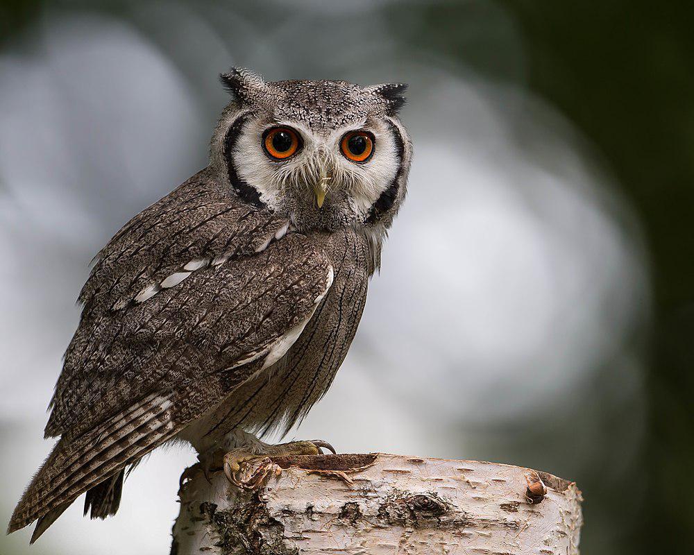 南白脸角鸮 / Southern White-faced Owl / Ptilopsis granti