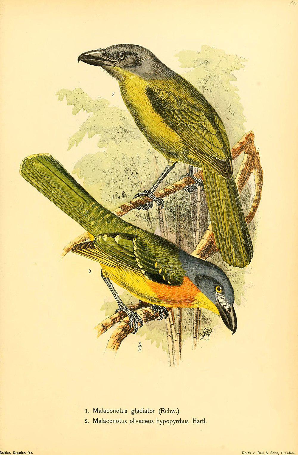 绿胸丛鵙 / Green-breasted Bushshrike / Malaconotus gladiator