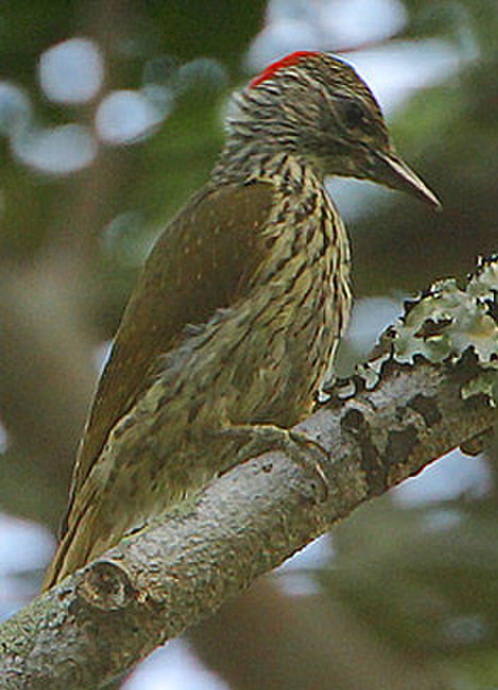 蒙巴萨啄木鸟 / Mombasa Woodpecker / Campethera mombassica
