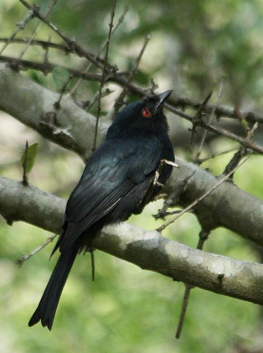 方尾卷尾 / Common Square-tailed Drongo / Dicrurus ludwigii