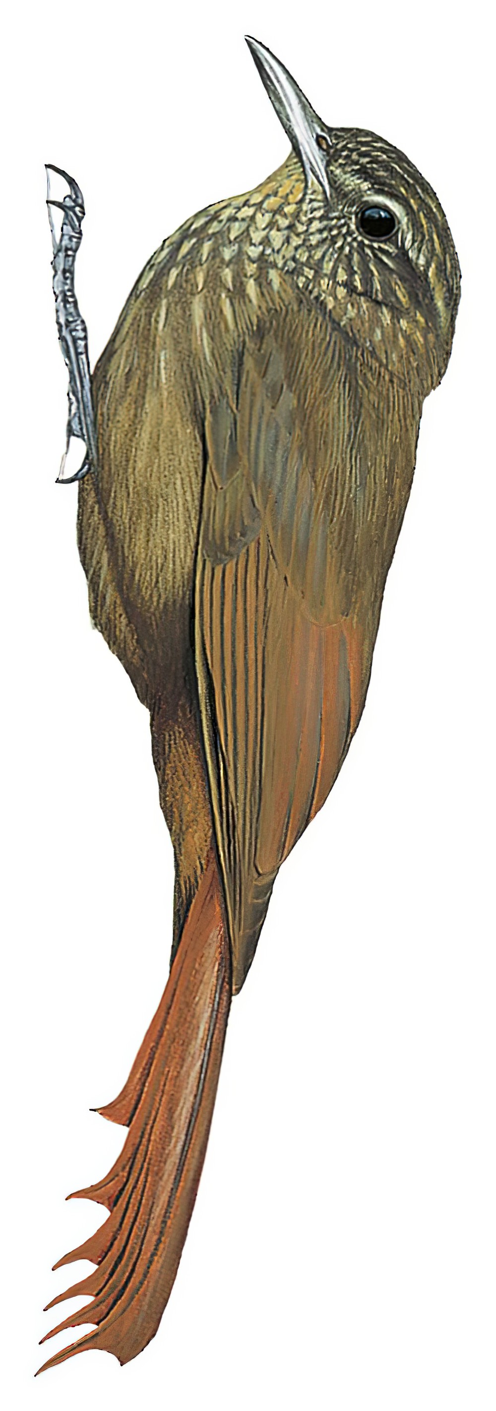 斑喉䴕雀 / Spot-throated Woodcreeper / Certhiasomus stictolaemus