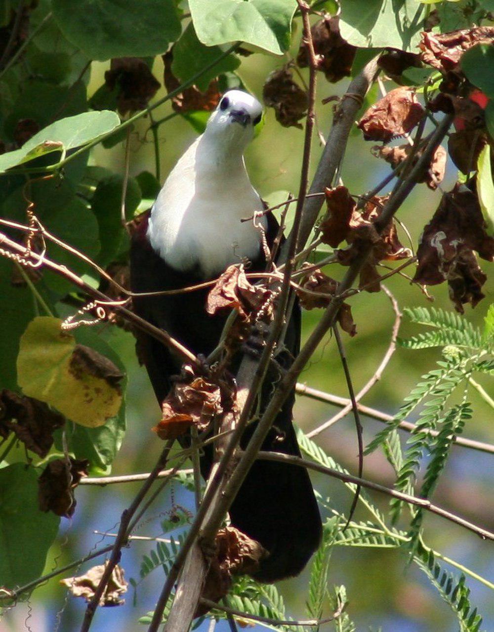 白喉鸡鸠 / White-throated Ground Dove / Pampusana xanthonura