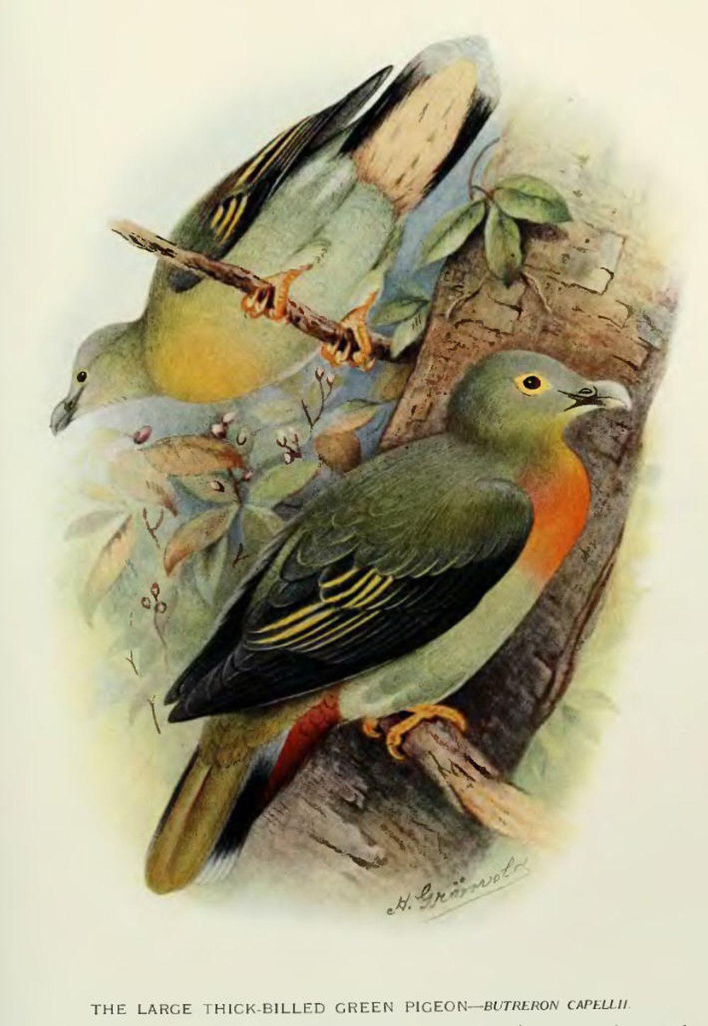 大绿鸠 / Large Green Pigeon / Treron capellei