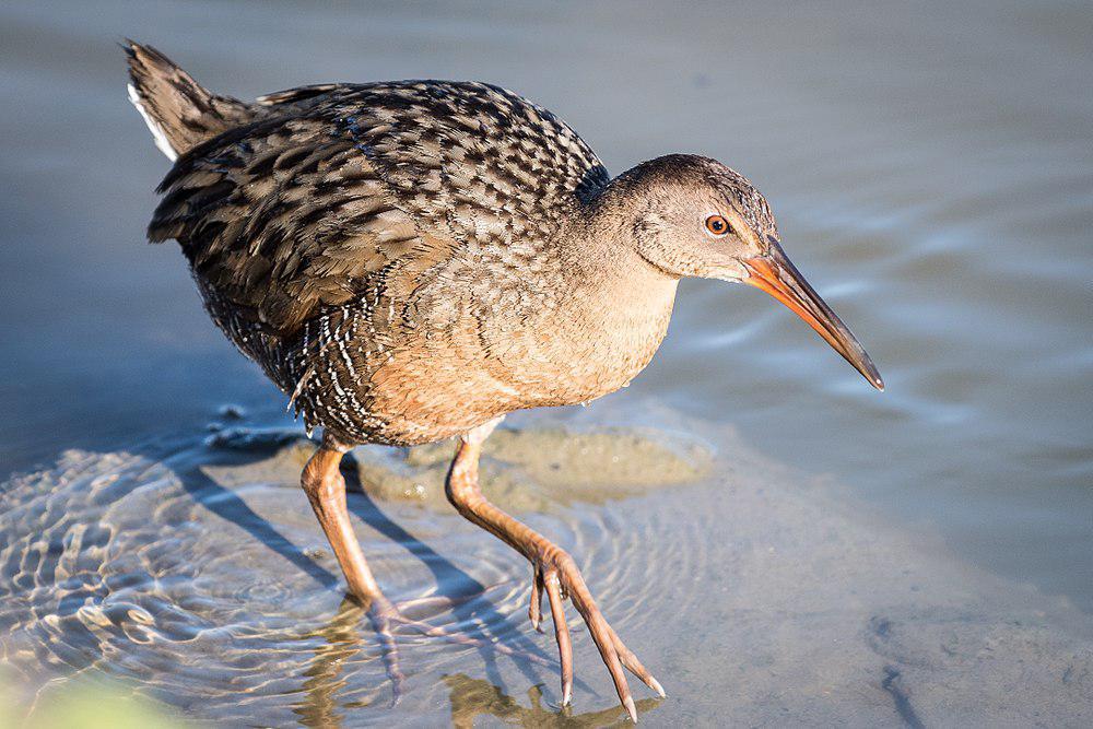 里氏秧鸡 / Ridgway\'s Rail / Rallus obsoletus