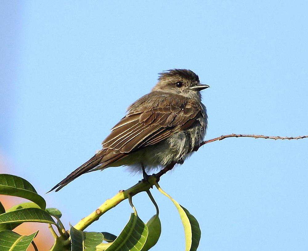 冠灰纹霸鹟 / Crowned Slaty Flycatcher / Griseotyrannus aurantioatrocristatus