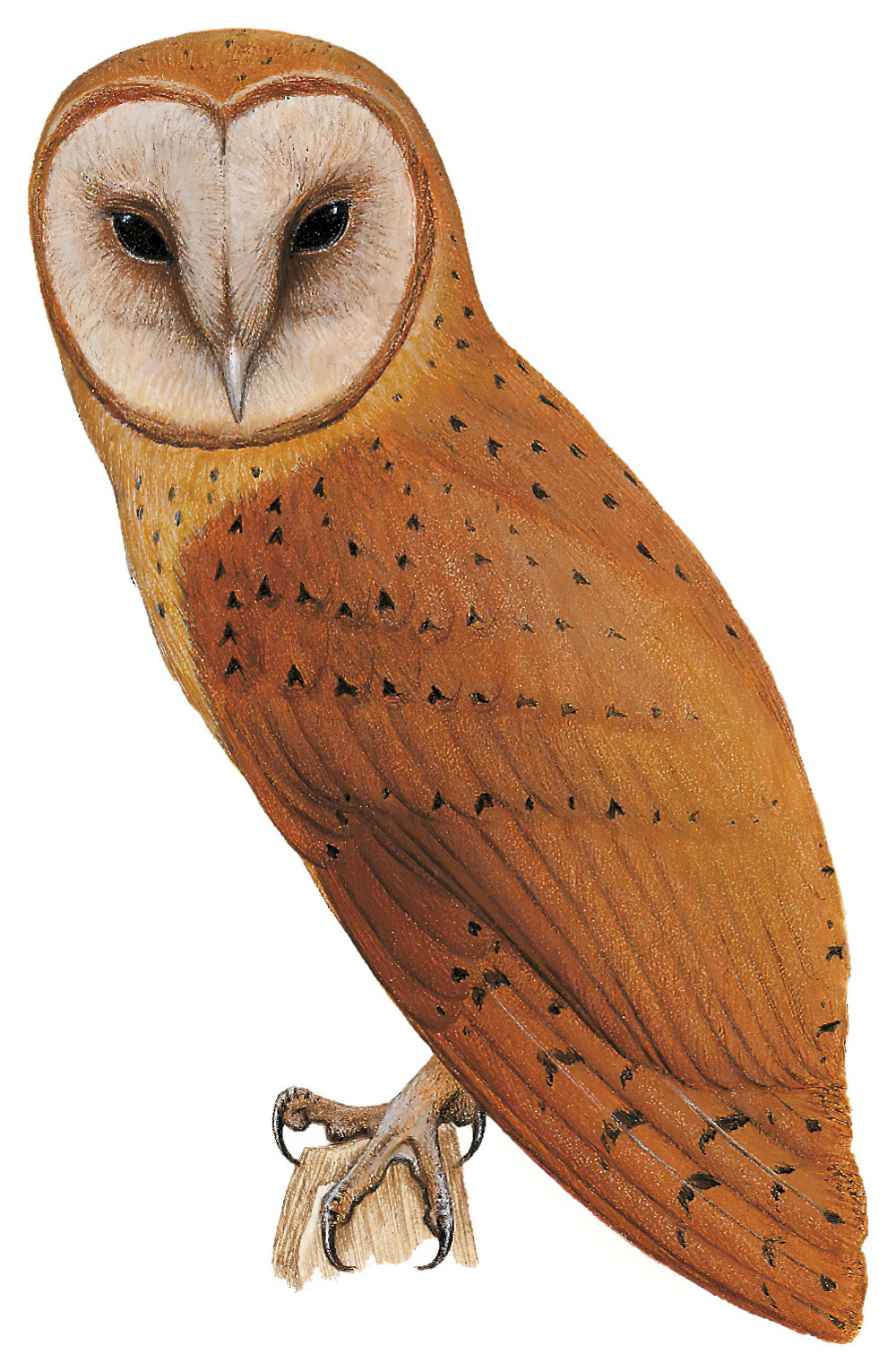 马岛草鸮 / Red Owl / Tyto soumagnei