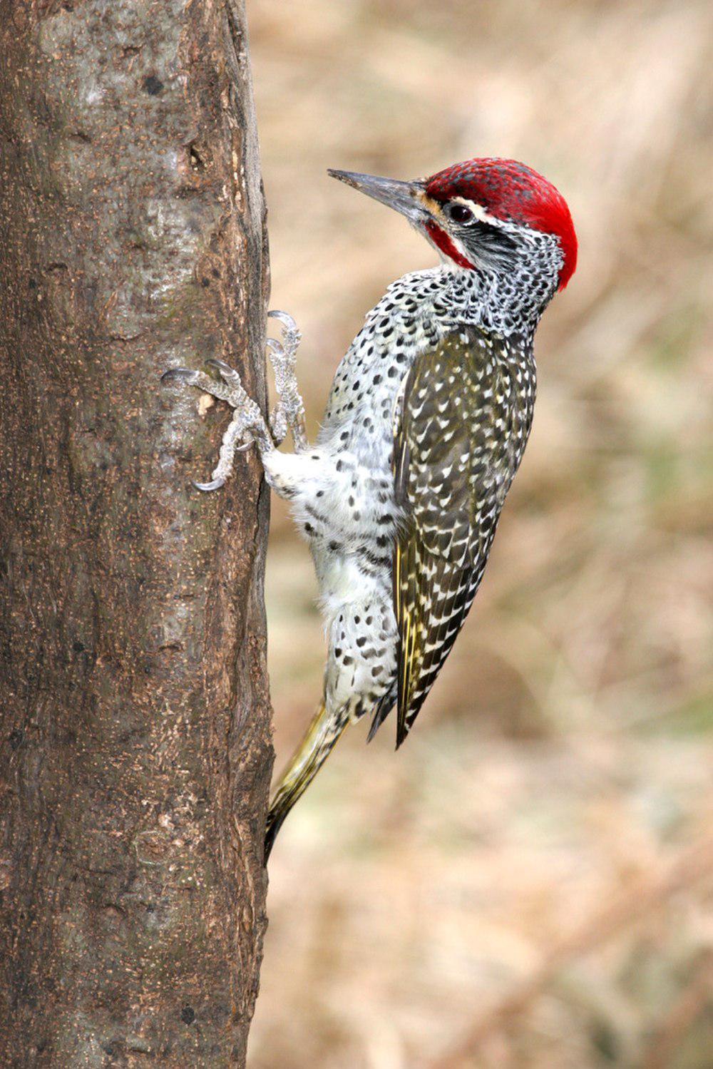 东非啄木 / Nubian Woodpecker / Campethera nubica