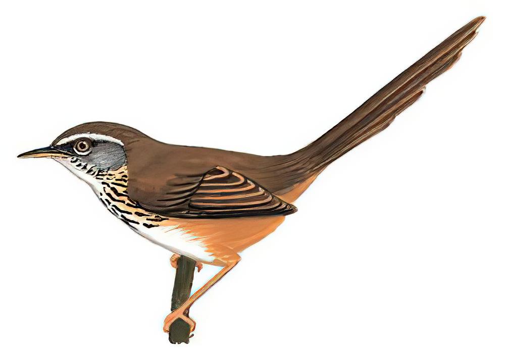 黑胸山鹪莺 / Black-throated Prinia / Prinia atrogularis