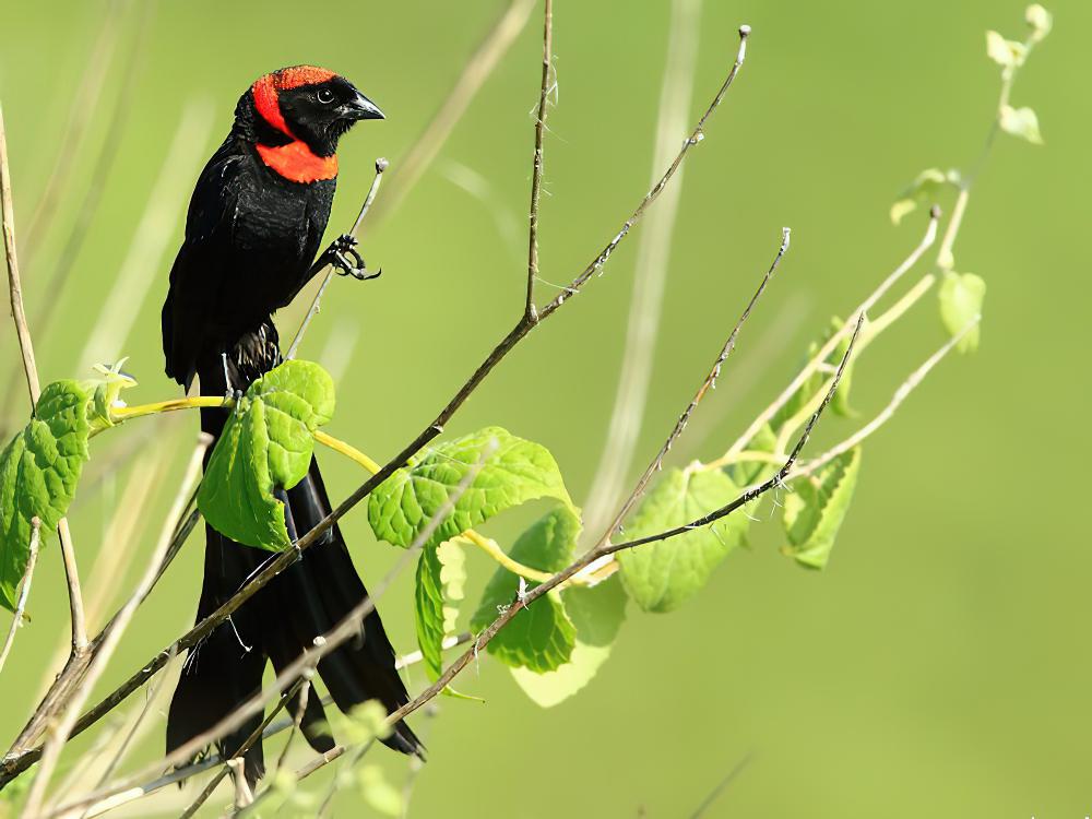 红领巧织雀 / Red-collared Widowbird / Euplectes ardens