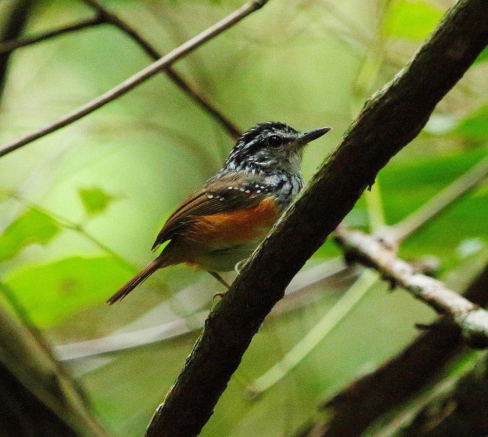 歌蚁鸟 / Guianan Warbling Antbird / Hypocnemis cantator