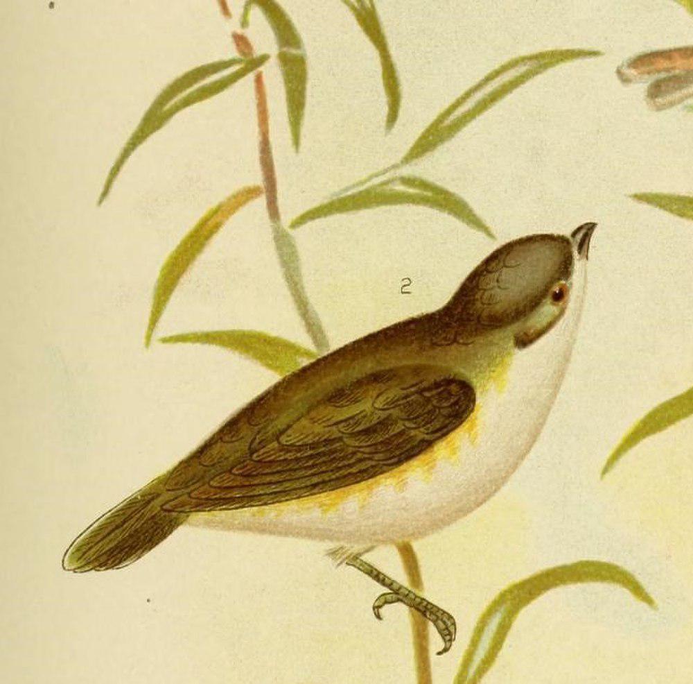 灰头噪刺莺 / Green-backed Gerygone / Gerygone chloronota