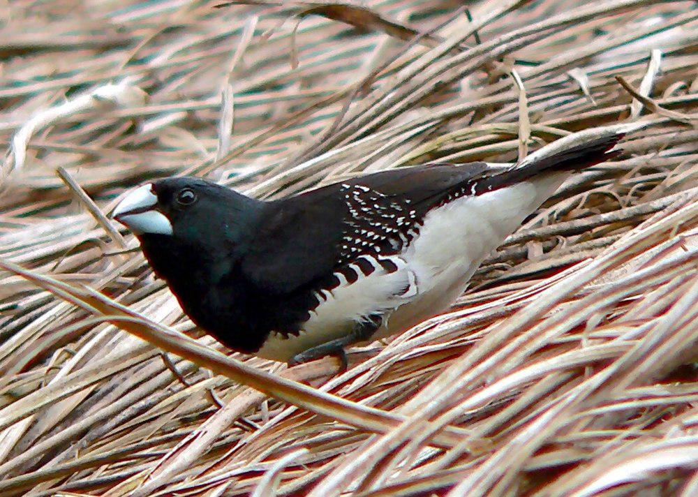 黑白文鸟 / Black-and-white Mannikin / Spermestes bicolor