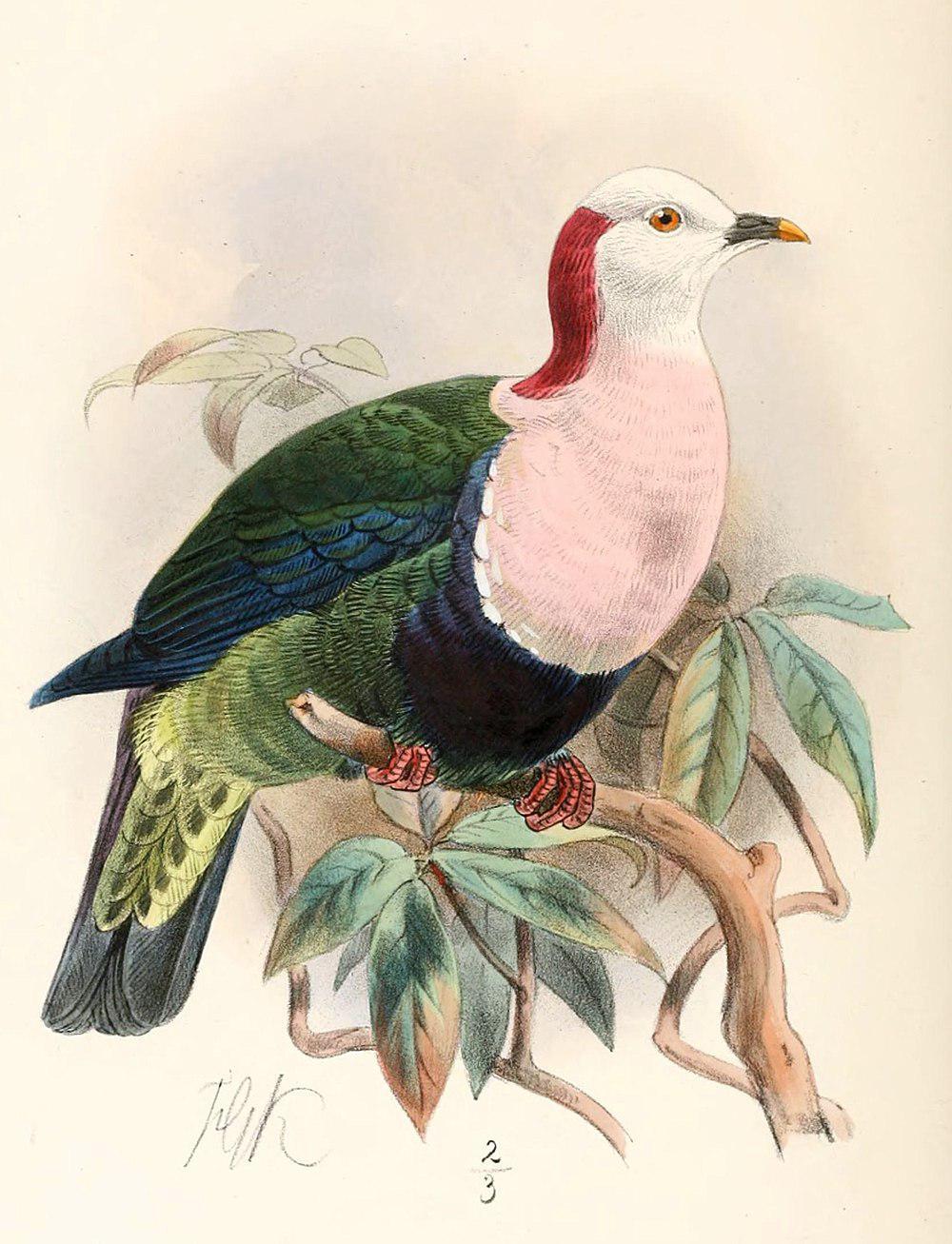 红枕果鸠 / Red-naped Fruit Dove / Ptilinopus dohertyi