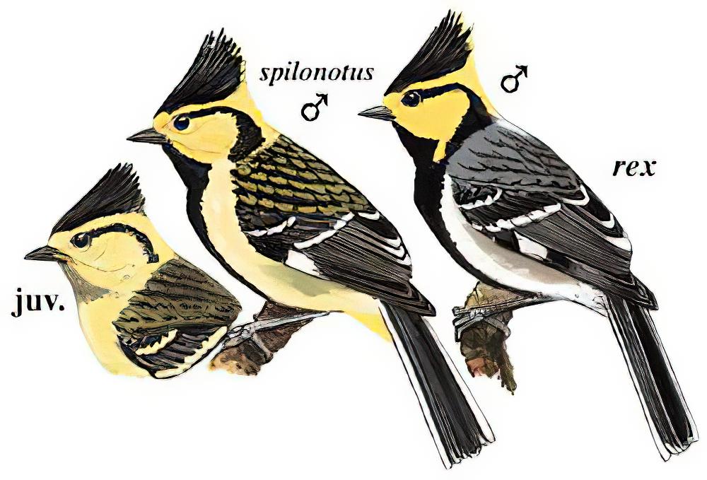 黄颊山雀 / Yellow-cheeked Tit / Machlolophus spilonotus