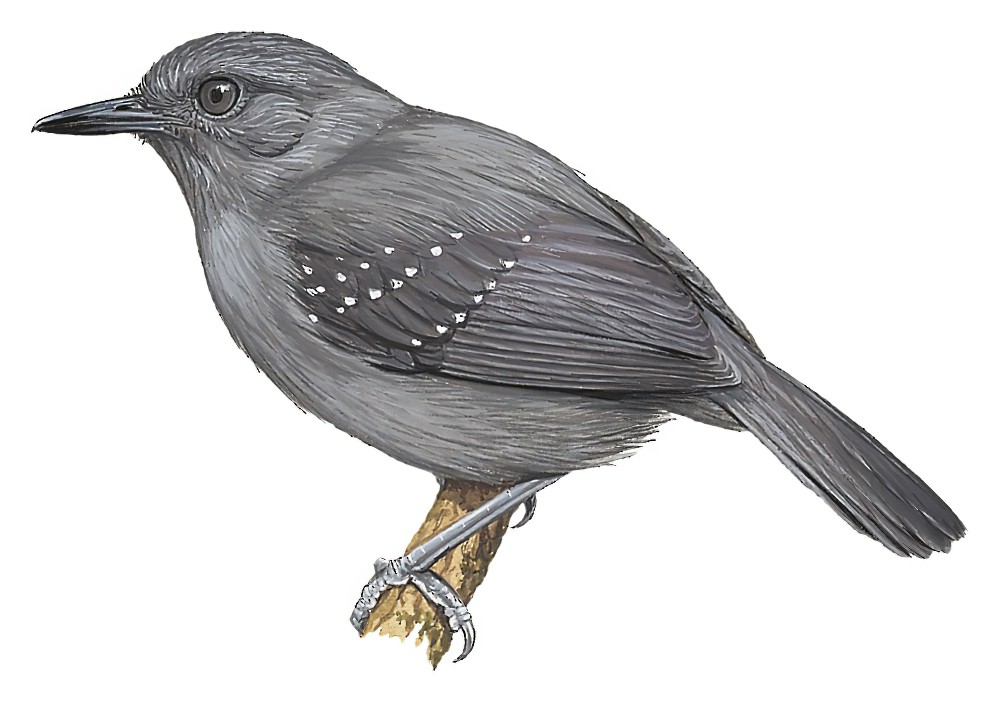 蓝灰蚁鸟 / Slate-colored Antbird / Myrmelastes schistaceus