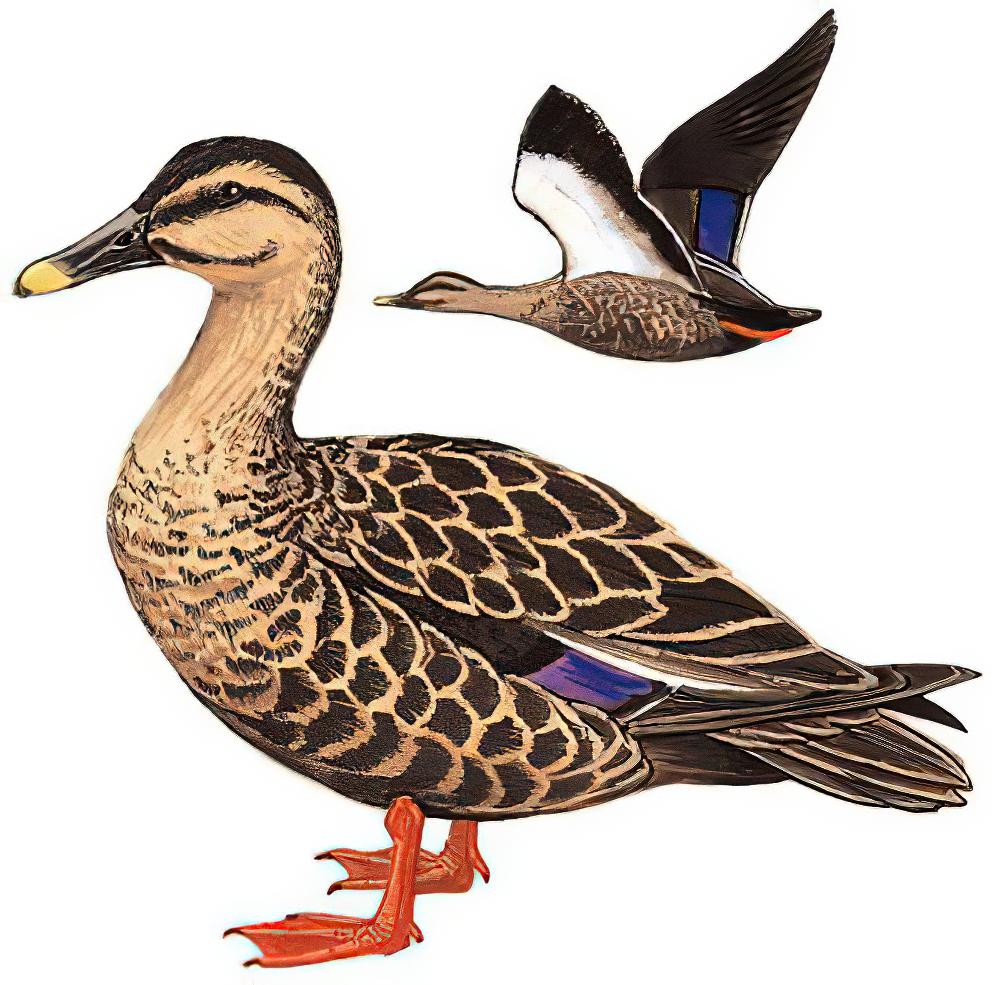 斑嘴鸭 / Eastern Spot-billed Duck / Anas zonorhyncha