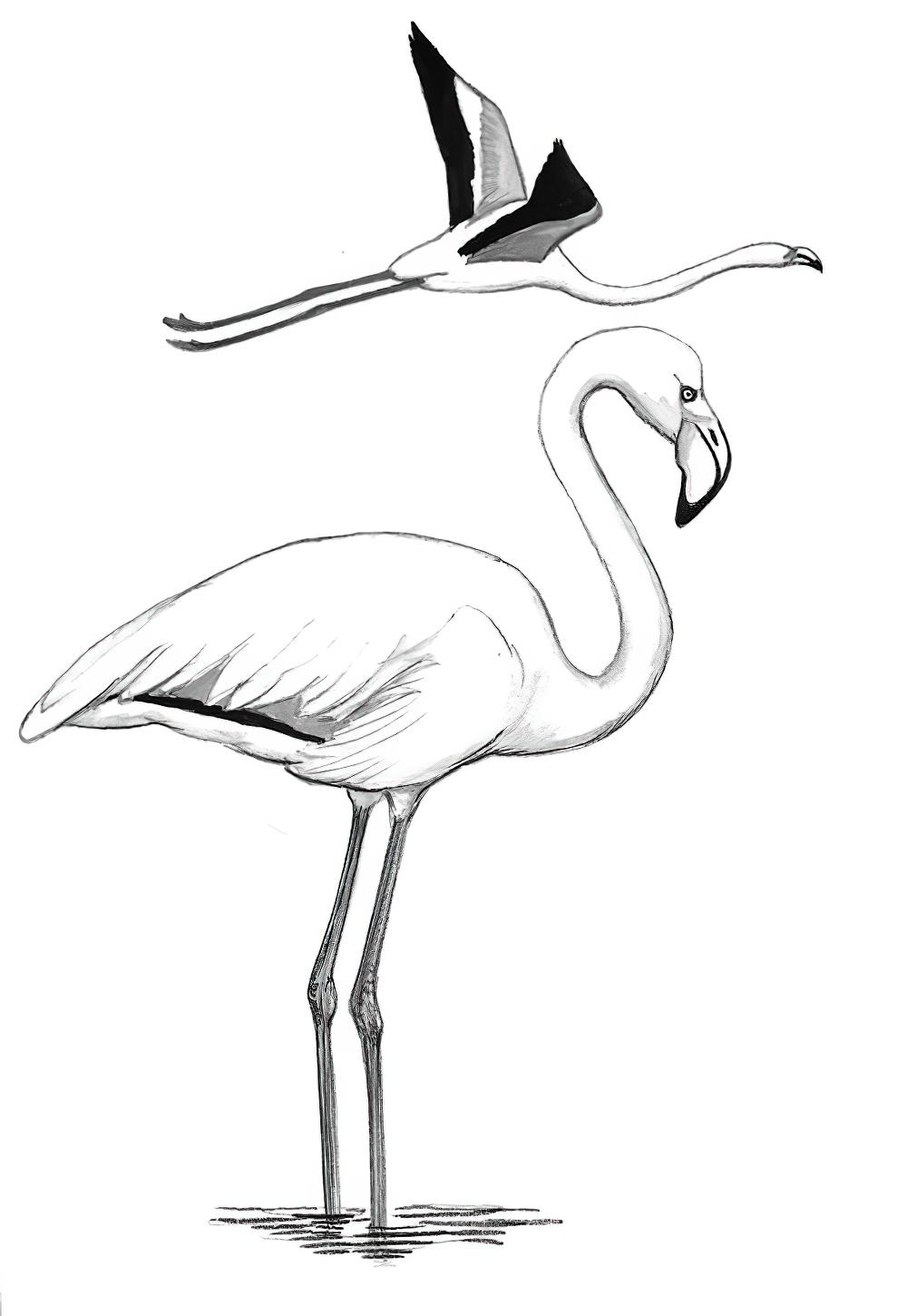 大红鹳 / Greater Flamingo / Phoenicopterus roseus