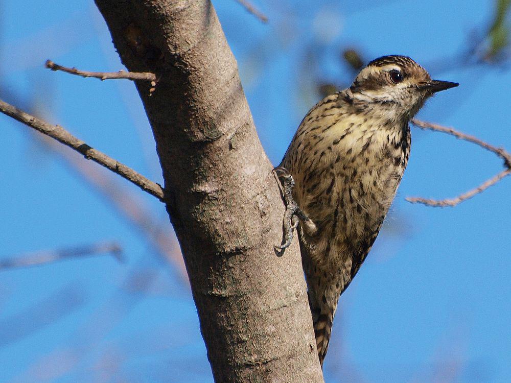 格斑啄木鸟 / Checkered Woodpecker / Veniliornis mixtus
