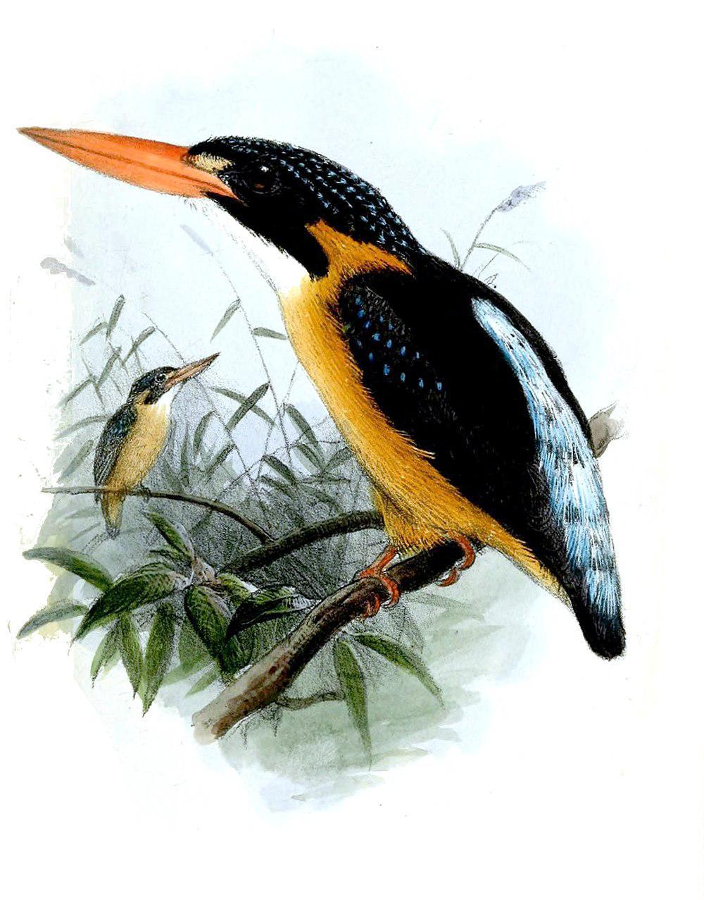 布鲁三趾翠鸟 / Buru Dwarf Kingfisher / Ceyx cajeli