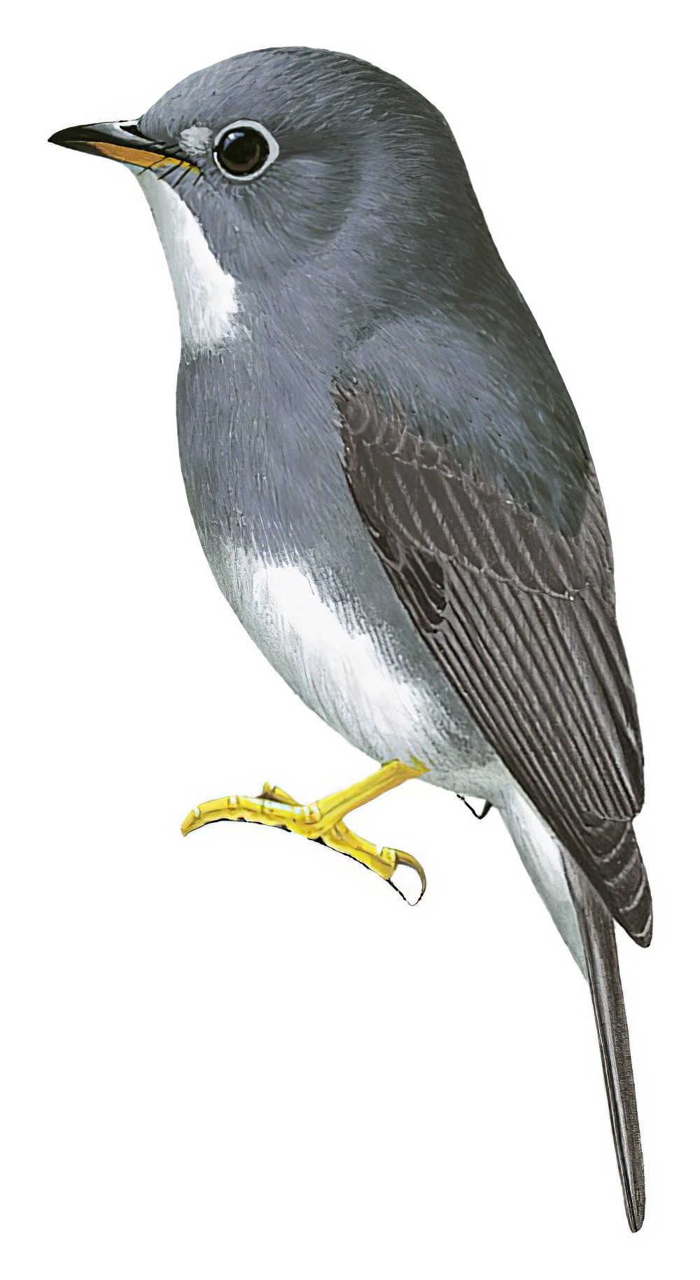 黄脚鹟 / Yellow-footed Flycatcher / Muscicapa sethsmithi
