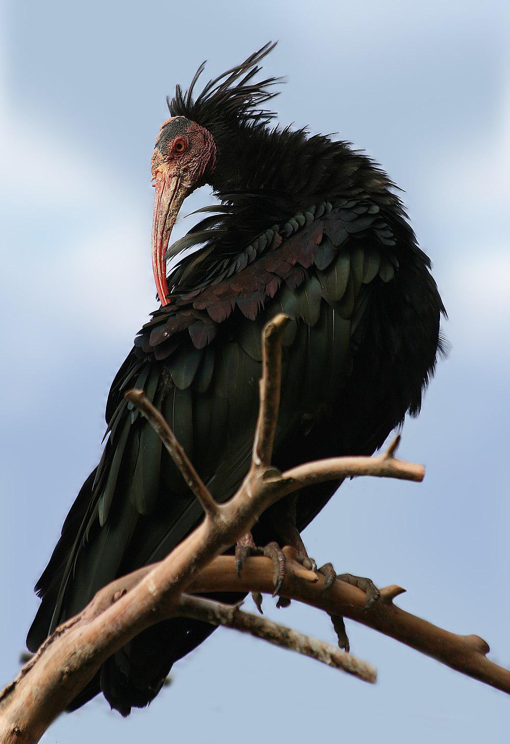 隐鹮 / Northern Bald Ibis / Geronticus eremita
