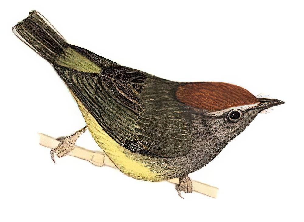 宽嘴鹟莺 / Broad-billed Warbler / Tickellia hodgsoni