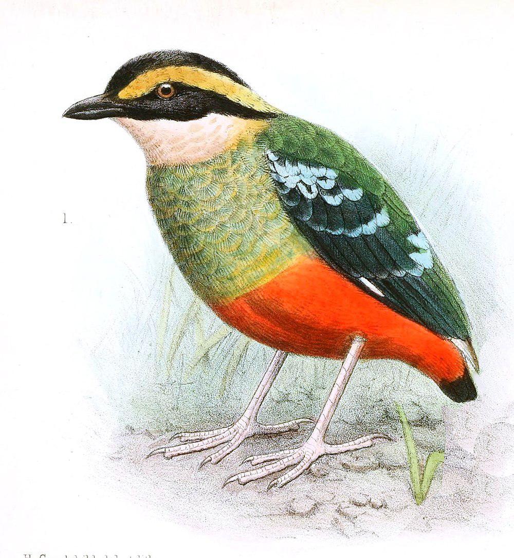 非洲绿胸八色鸫 / Green-breasted Pitta / Pitta reichenowi