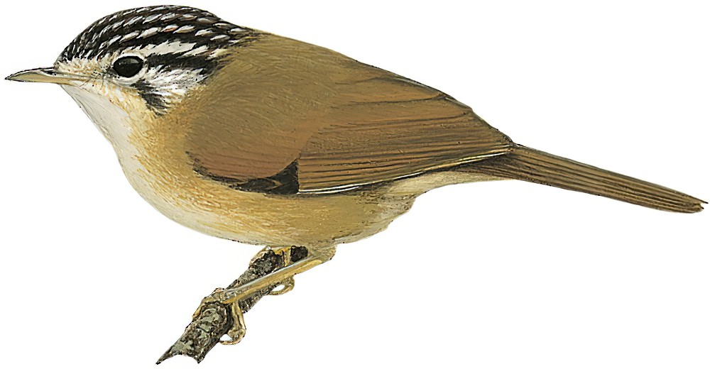 黑顶雀鹛 / Black-crowned Fulvetta / Schoeniparus klossi