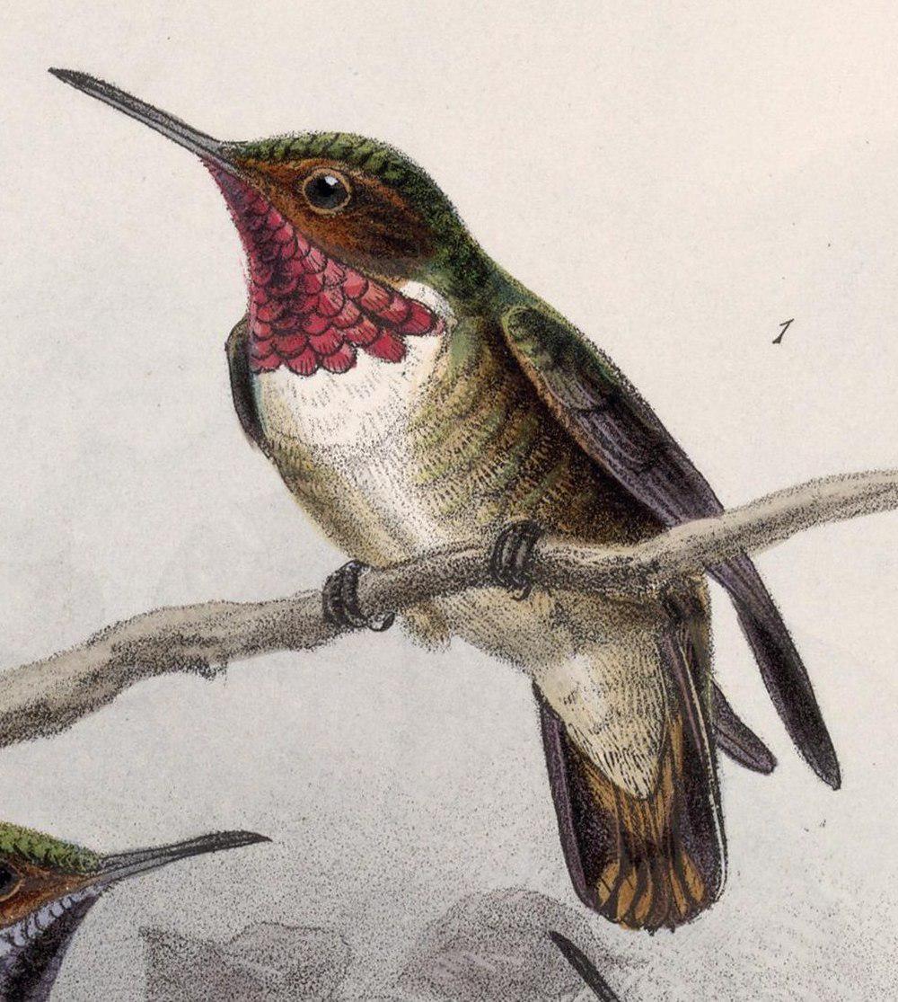 辉喉煌蜂鸟 / Glow-throated Hummingbird / Selasphorus ardens
